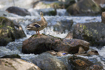 Image showing Wild Ducks