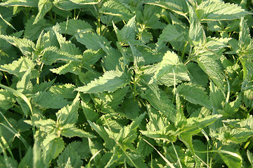 Image showing Green Plants Texture