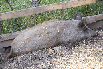 Image showing Mangalitza Pig