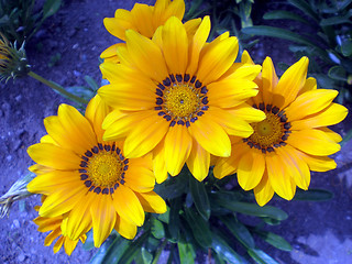 Image showing Summer flowers