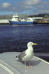 Image showing Seagull