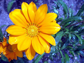 Image showing Summer flower