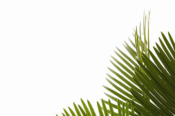 Image showing palm leaves