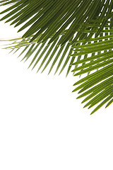 Image showing palm leaves