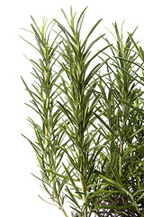 Image showing rosemary