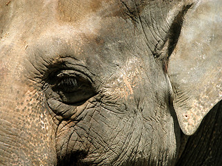 Image showing Elephant Eye