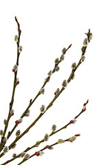 Image showing Catkins