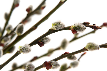 Image showing Catkins