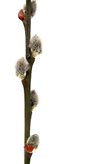 Image showing Catkins