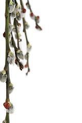 Image showing Catkins