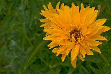 Image showing yellow flower