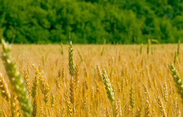 Image showing field of wheat