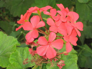 Image showing Pink flower