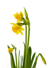 Image showing Narcissi