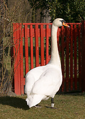 Image showing Swan at the gate