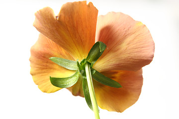 Image showing Pansy