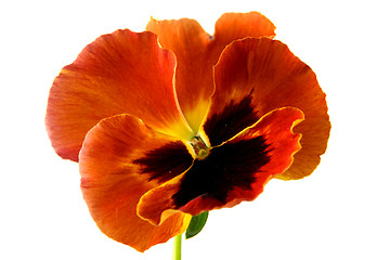 Image showing Pansy