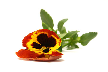 Image showing Pansy