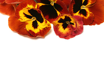 Image showing Pansy