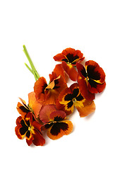 Image showing Pansy