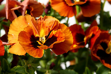 Image showing Pansy