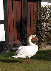 Image showing Swan at the front door