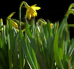 Image showing narcissus