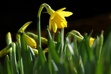 Image showing narcissus