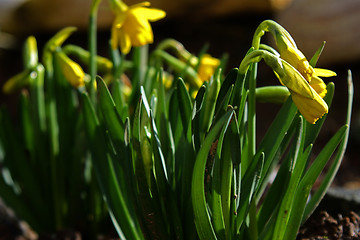 Image showing narcissus