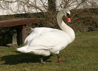 Image showing Swan in position