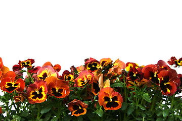 Image showing Pansy