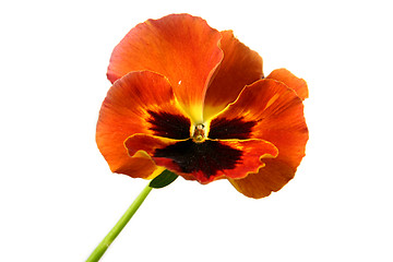 Image showing Pansy