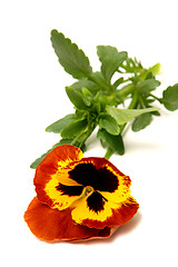 Image showing Pansy