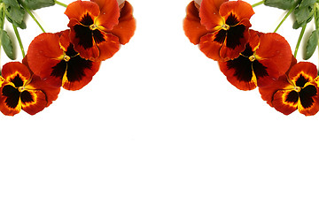 Image showing Pansy