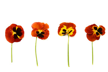 Image showing Pansy