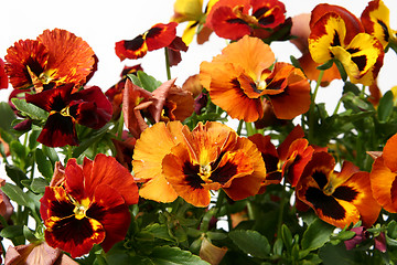 Image showing Pansy