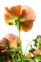 Image showing Pansy