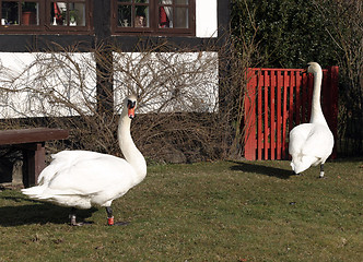 Image showing Swan couple in the garden