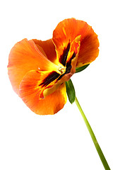 Image showing Pansy