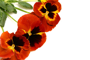 Image showing Pansy