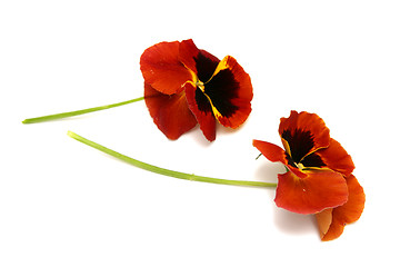 Image showing Pansy