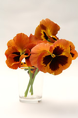 Image showing Pansy