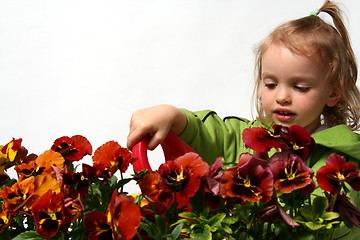 Image showing Little gardener