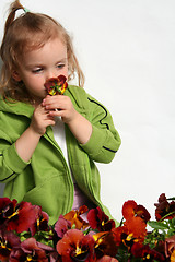 Image showing Little gardener