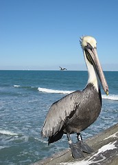 Image showing Pelican by the sea