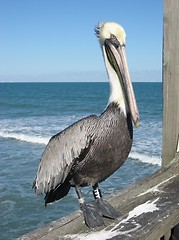 Image showing Pelican