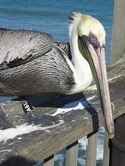 Image showing Pelican on the pier