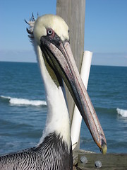 Image showing Pelican close up