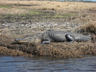 Image showing Alligator