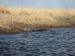 Image showing Gator on a riverbank